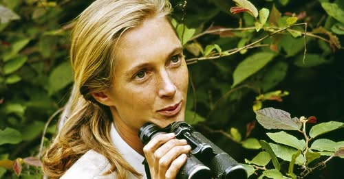 Jane Goodall London, England Peaceful Passing: World-Famous Primatologist Jane Goodall Peacefully Passed Away at 91, Leaving Behind a Legacy of Conservation and Hope – Read More